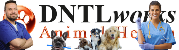 7 Questions to Find the Perfect Veterinary Dental Equipment for Your Practice